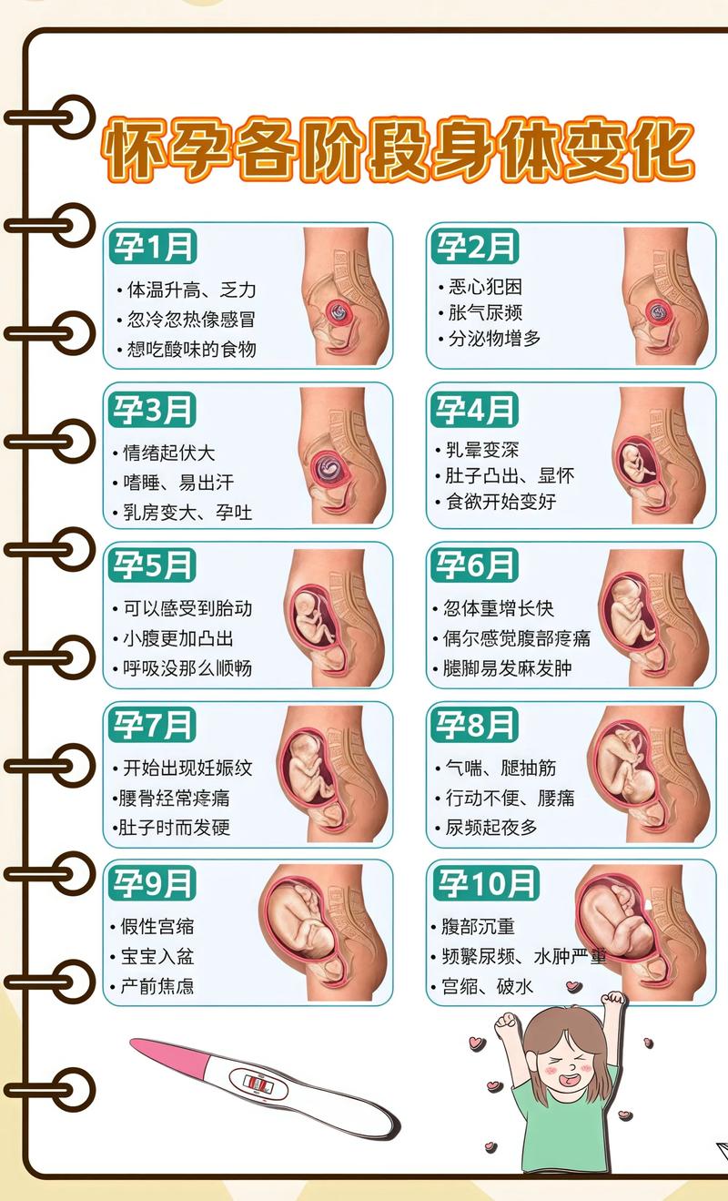 揭秘供卵代孕妈妈怀孕小腹分两节，孕期变化的奥秘包头代生机构: